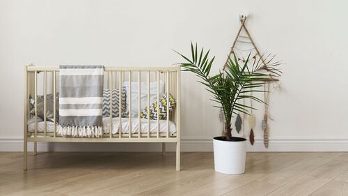 New born baby cot bed and indoor palm in a pot